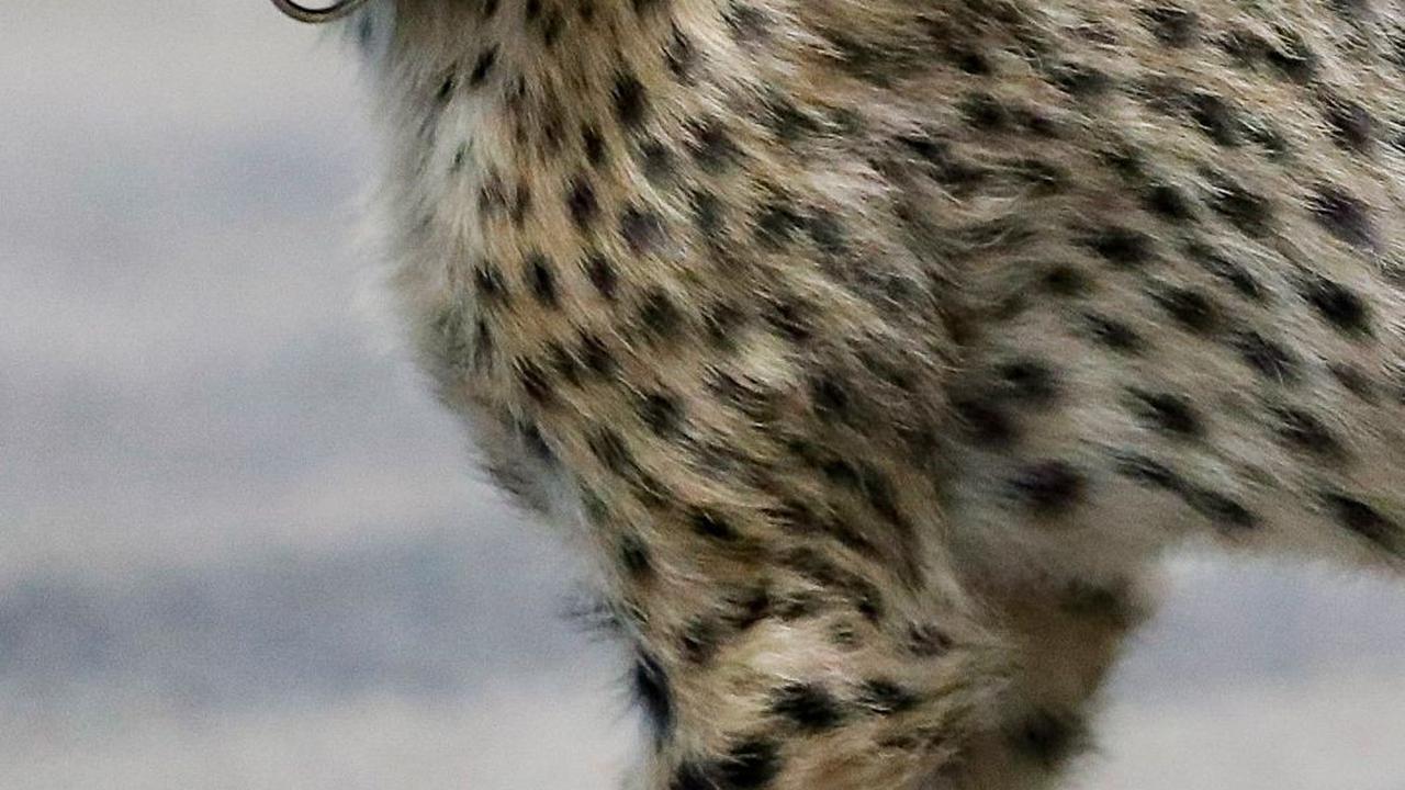 4. Cheetah<br>