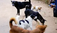 Serangan Anjing Tewaskan Pengelola Tempat Penitipan di Hong Kong