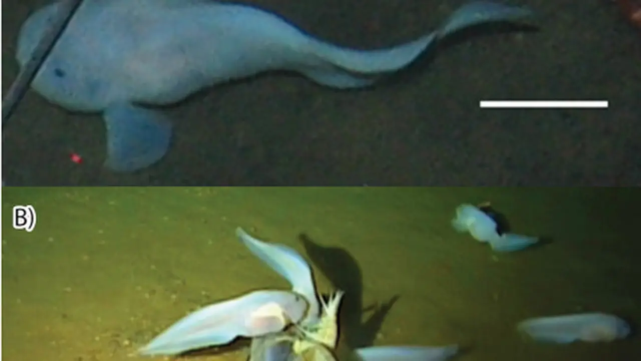 Hadal snailfish yang diidentifikasi sebagai Pseudoliparis swirei di Palung Mariana.