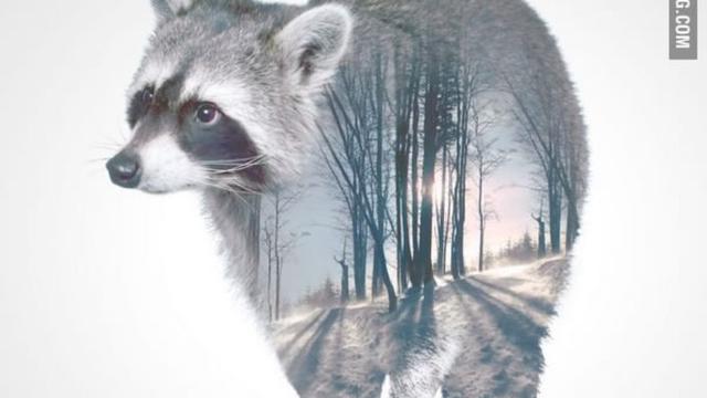 [Bintang] Gambar Binatang Exprosure