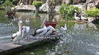 Kawanan Burung Pelikan di Taman Margasatwa Ragunan, Jakarta, Sabtu (1/8/2020). Di masa pandemi corona ini, Ragunan sepi pengunjung di libur panjang Idul Adha 1441 H dibandingkan tahun lalu. (Liputan6.com/Herman Zakharia)