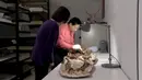 Seorang kurator Departemen Antropologi di Museum Nasional Ilmu Alam Taiwan, Chui Whei-lee, membersihkan fosil seorang ibu yang menggendong bayinya yang ditemukan di sebuah pemakaman kuno di kawasan Taichung, Selasa (26/4). (REUTERS/via Reuters TV)
