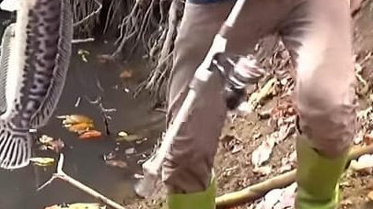 Apesnya Pemancing Ini, Tangan Mati Rasa Dililit Penunggu Hutan Kalimantan, Kepikiran Nyaris Pindah Alam