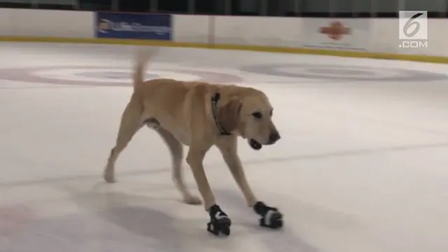 Bennu, anjing jenis Labrador memiliki kemampuan yang tidak dapat ditemui di anjing lain. Ia pandai berseluncur di arena seluncuran es.