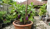 Cara Merawat Terong dalam Pot, Tanaman Tumbuh Kuat dan Produktif