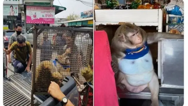 Suka Diberi Segala Macam Makanan, Kera di Thailand Alami Obesitas