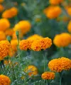 Ilustrasi bunga marigold. (Image by lachetas on Freepik)