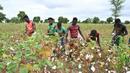 Sejumlah petani memanen kapas di ladang dekat Boromo, Burkina Faso, 19 Oktober 2021. Jutaan orang di Burkina Faso mengandalkan hidupnya dari kapas. (ISSOUF SANOGO/AFP)
