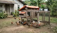 10 Tips Memelihara Ayam agar Tidak Mudah Terserang Penyakit, Banyak Peternak Belum Tahu
