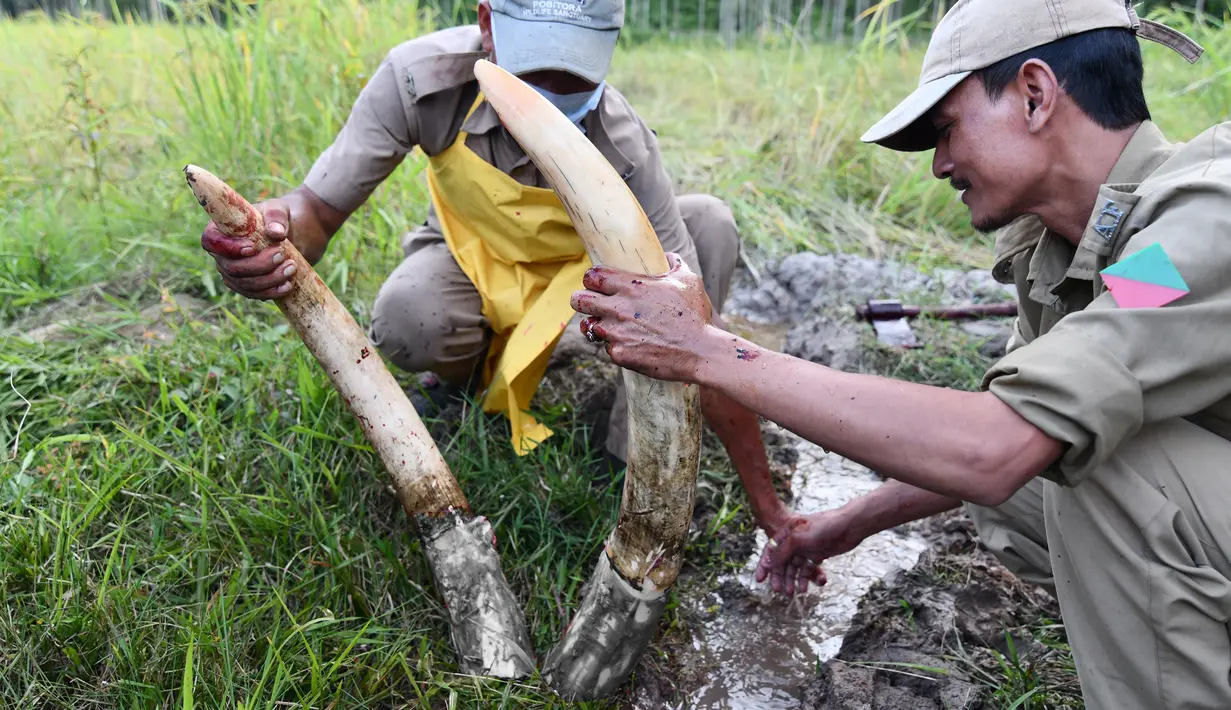 Petugas kehutanan India membersihkan gading dari seekor gajah liar yang telah mati di desa Panbari, India (2/11). Petugas sengaja mengambil gading dari gajah liar yang telah mati tersebut untuk mencegah peredaran gading ilegal. (AFP Photo/Biju Boro)