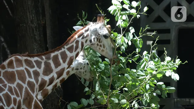 FOTO: Hore, Taman Marga Satwa Ragunan Kembali Dibuka