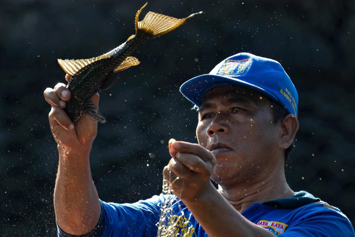 FOTO:Pemusnahan Ikan Sapu Sapu di Waduk Kaja Ciracas
