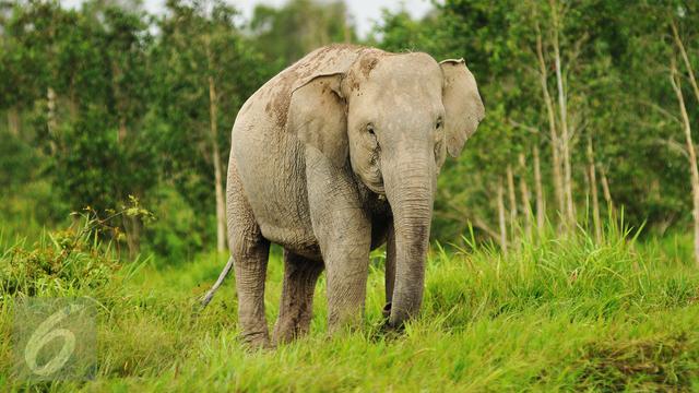 Jalan Pulang Puluhan Gajah Sumatera Jadi Kebun Sawit 