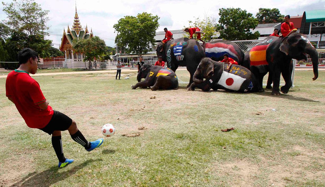 Beberapa gajah membuat pagar untuk menghalangi tendangan bebas yang dilakukan salah satu siswa saat berlaga di sebuah pertandingan di provinsi Ayutthaya, Thailand, (9/6/2014). (REUTERS/Chaiwat Subprasom)