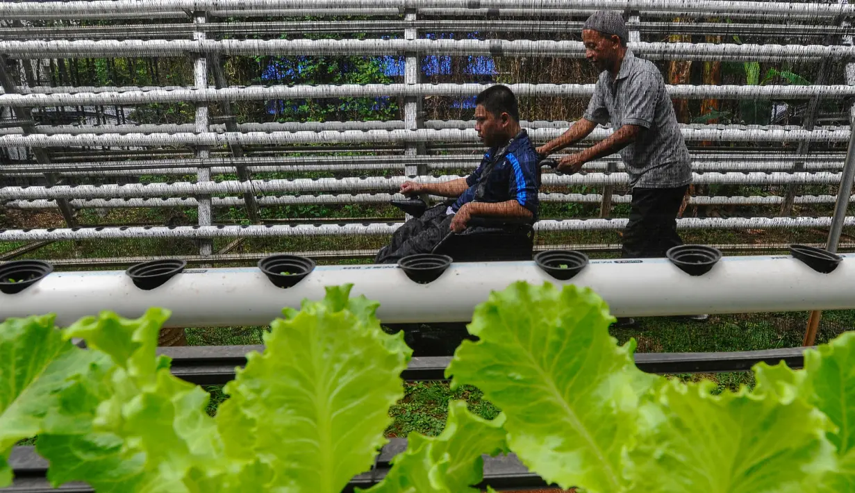 Di kebun ini, para murid penyandang disabilitas diajari teknik bercocok tanam, mulai dari menanam hingga memanen. (merdeka.com/Arie Basuki)