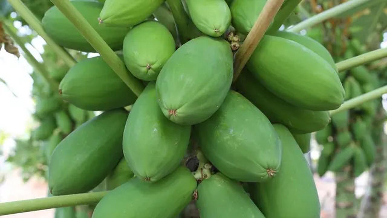 Cara Merebus Ayam Kampung Supaya Cepat Empuk, Tidak Ribet, Hanya dengan 1 Bahan Ini