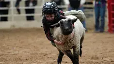 Seorang anak saat menunggangi seekor domba selama acara "Mutton Bustin '" di National Western Stock Show di Denver, Colorado, (16/1). Anak-anak yang memegang paling lama menerima banyak poin. (AFP/Photo/Rick T. Wilking)