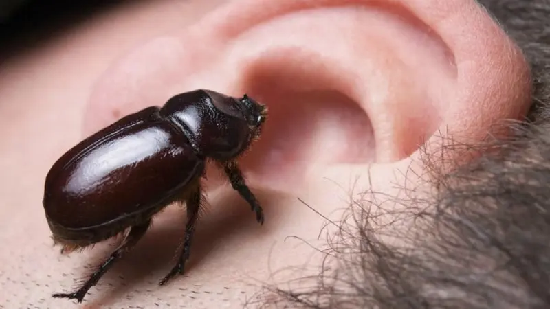 Insect in the ear (0)