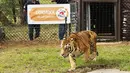 Petugas melihat seekor harimau dilepaskan dari peti ke dalam kandang di Lionsrock Big Cat Sanctuary, Afrika Selatan, Sabtu (12/3/2022).  Kelompok Four Paws di Argentina menyelamatkan empat harimau yang selama 15 tahun telah dikurung di gerbong kereta yang ditinggalkan. (AP Photo/Themba Hadebe)