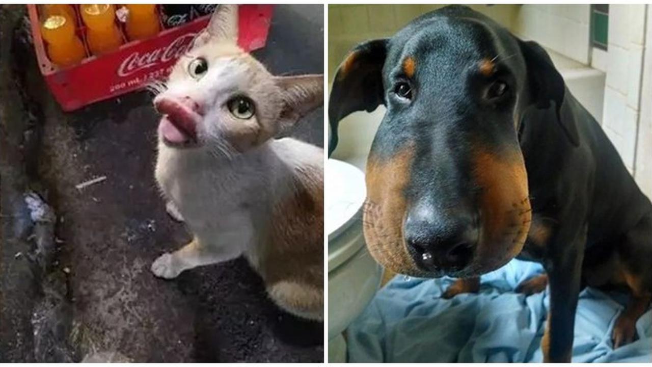 8 Potret Hewan Usai Disengat Lebah Ini Bikin Kasihan Sekaligus Lucu