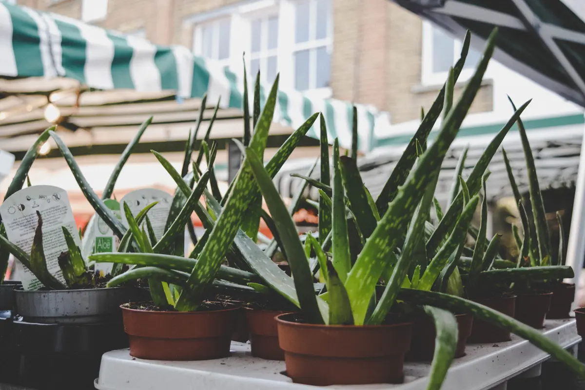Manfaat aloe vera