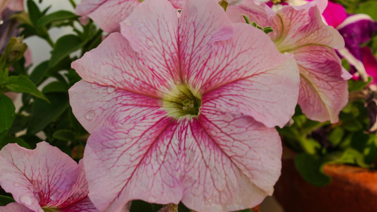 Petunia