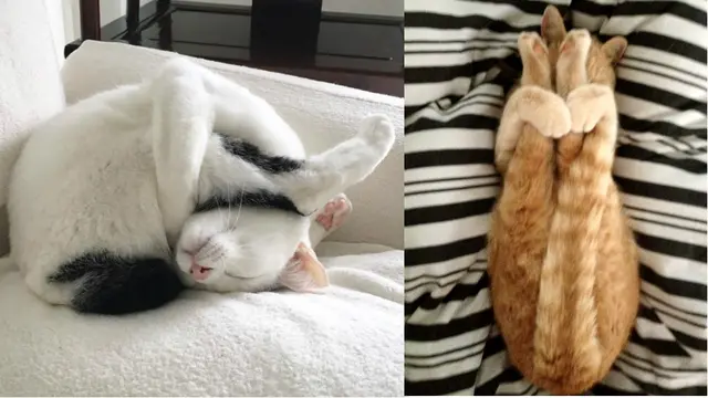 Kucing Tidur