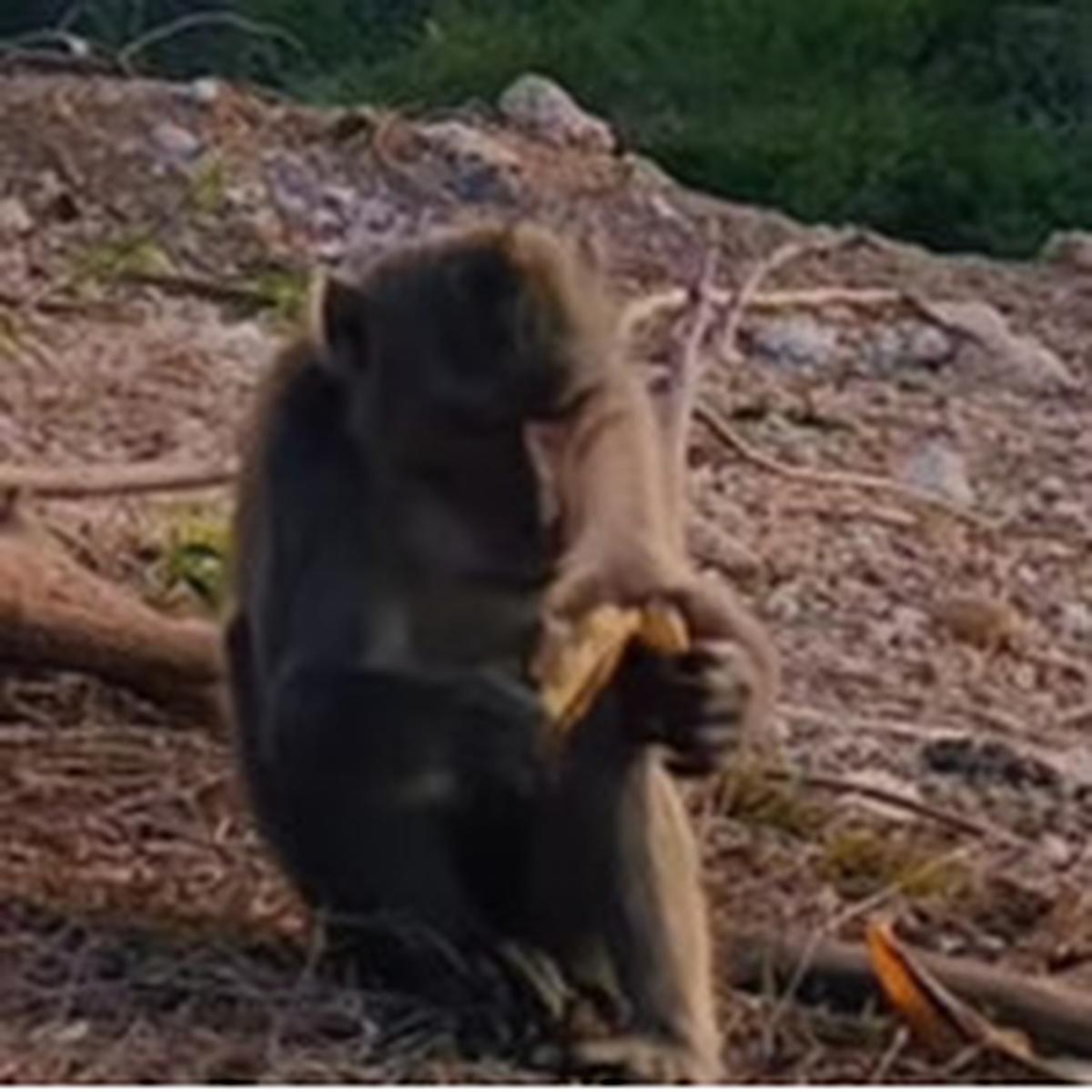 Monyet di Bali