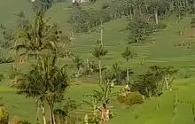 Disebut Mirip Eropa, Desa di Ciamis Ini Punya Jalan Indah yang Membelah Terasering Sawah