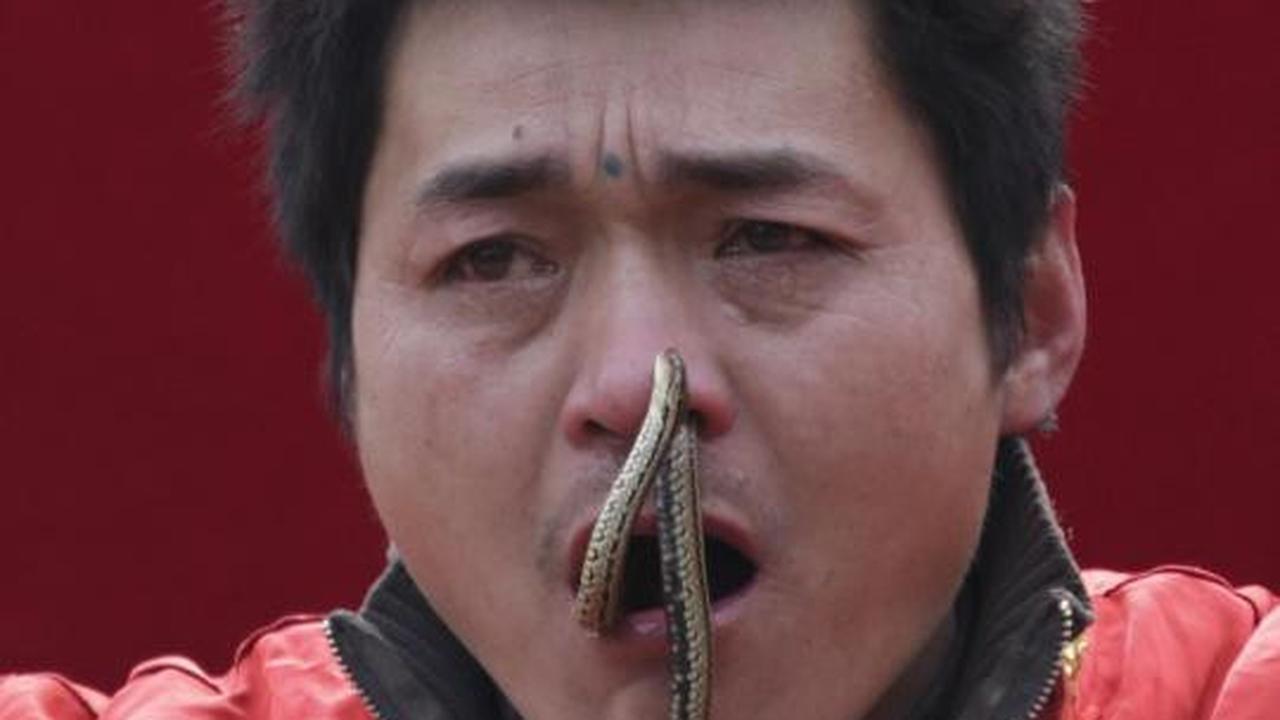 Atraksi nekat, pria ini memasukkan ular hidup melalui hidung