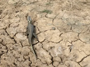 Seekor buaya terlihat di kubangan yang mengering karena tidak dialiri air dari sungai Pilcomayo, 24 Juni 2016. Perbatasan antara Paraguay dan Argentina tengah menghadapi kekeringan terburuk selama hampir dua dekade. (REUTERS/Jorge Adorno)