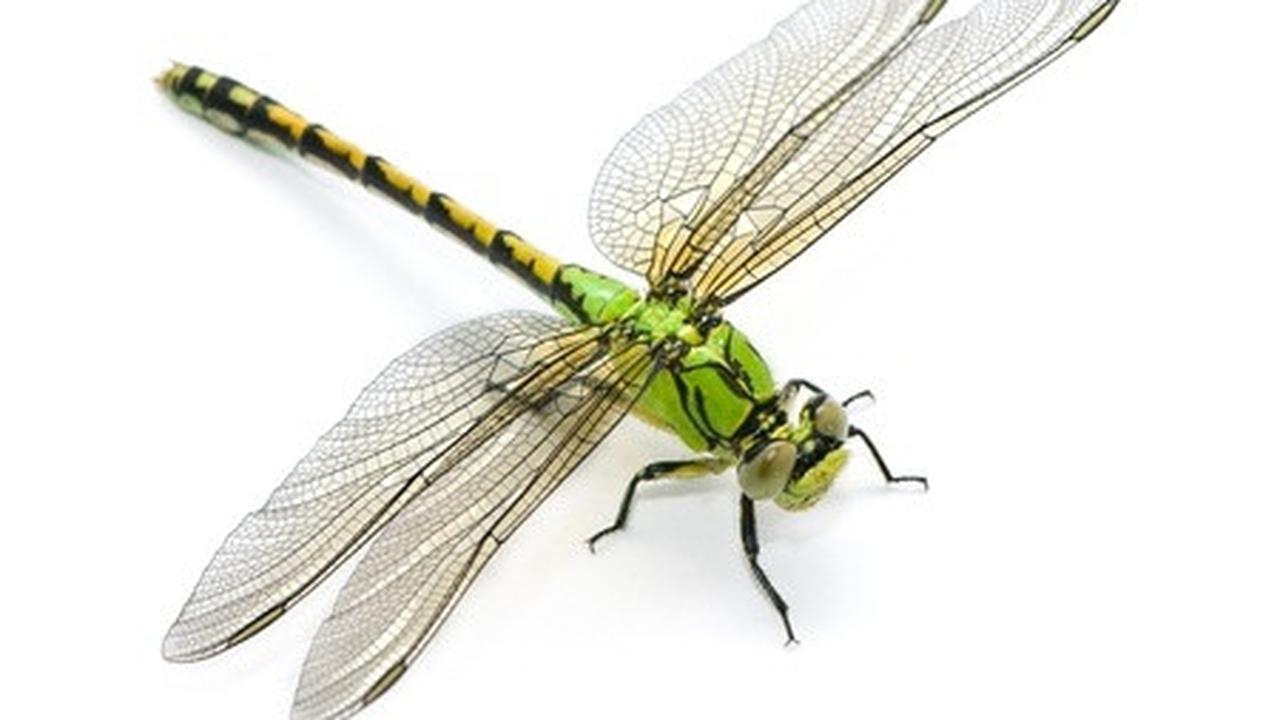 Pura-Pura Mati, Taktik Unik Capung Betina Agar Tak Dilecehkan