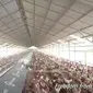 Peternakan ayam bebas kandang (Sumber: YouTube Chickenology TV)