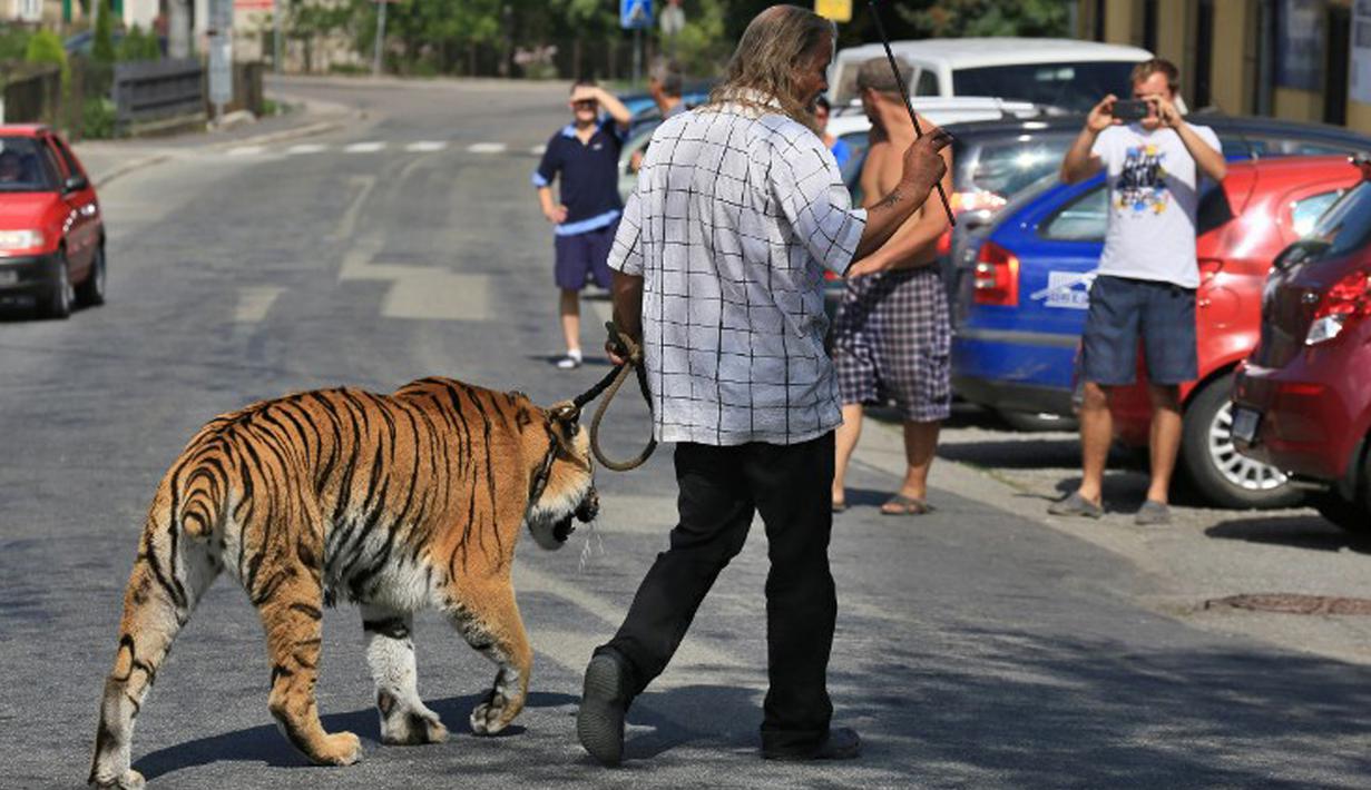 Pemilik dan pelatih hewan sirkus, Jaromir Joo saat mengajak harimaunya yang bernama Taiga berjalan-jalan di Letovice, Republik Ceko, 30 Agustus 2015. (AFP PHOTO/Radek MICA)