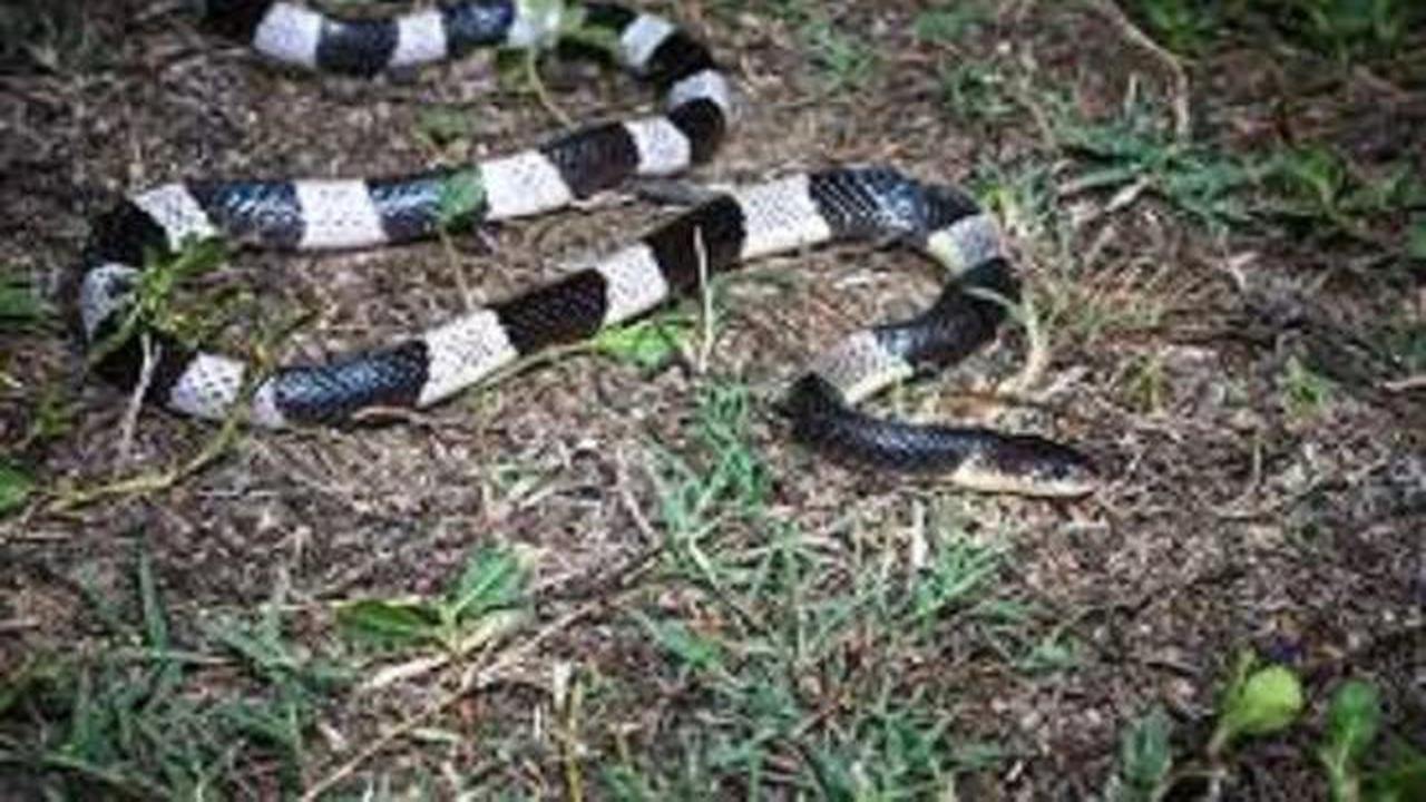 Ular Weling (Bungarus candidus)