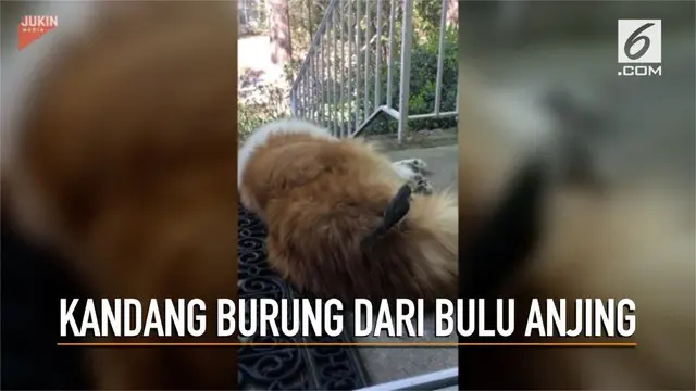 Seekor burung mencabuti bulu anjing yang tertidur untuk dibuat sarang burung.