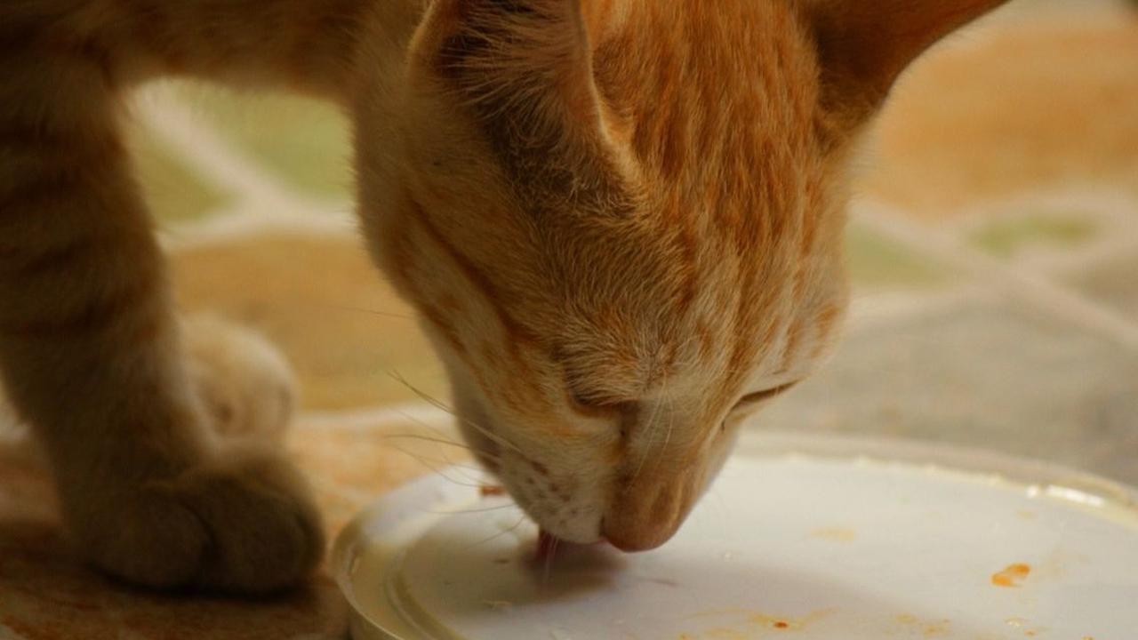 Penyebab Kucing Muntah Cacing