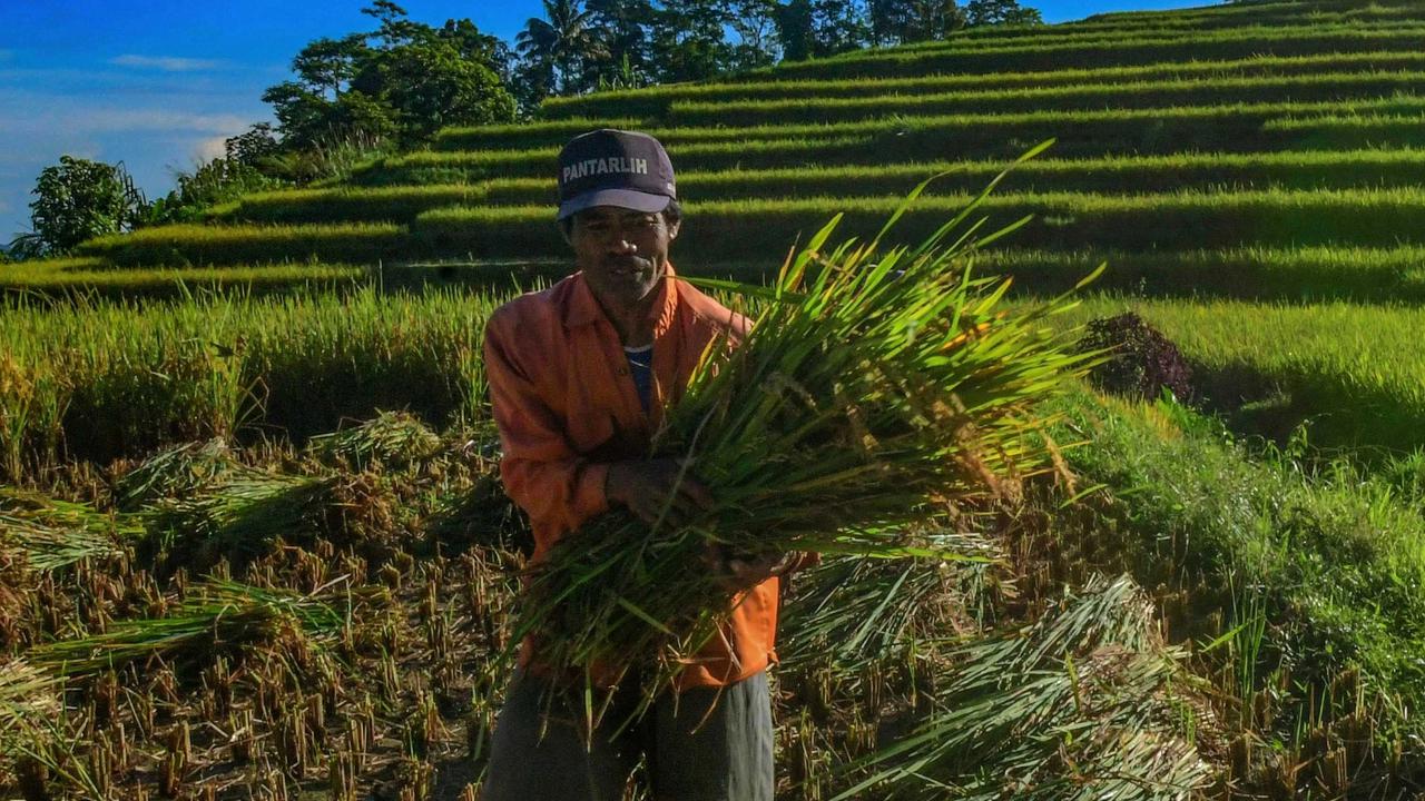 FOTO: Panen Padi di Terasering Cisalada