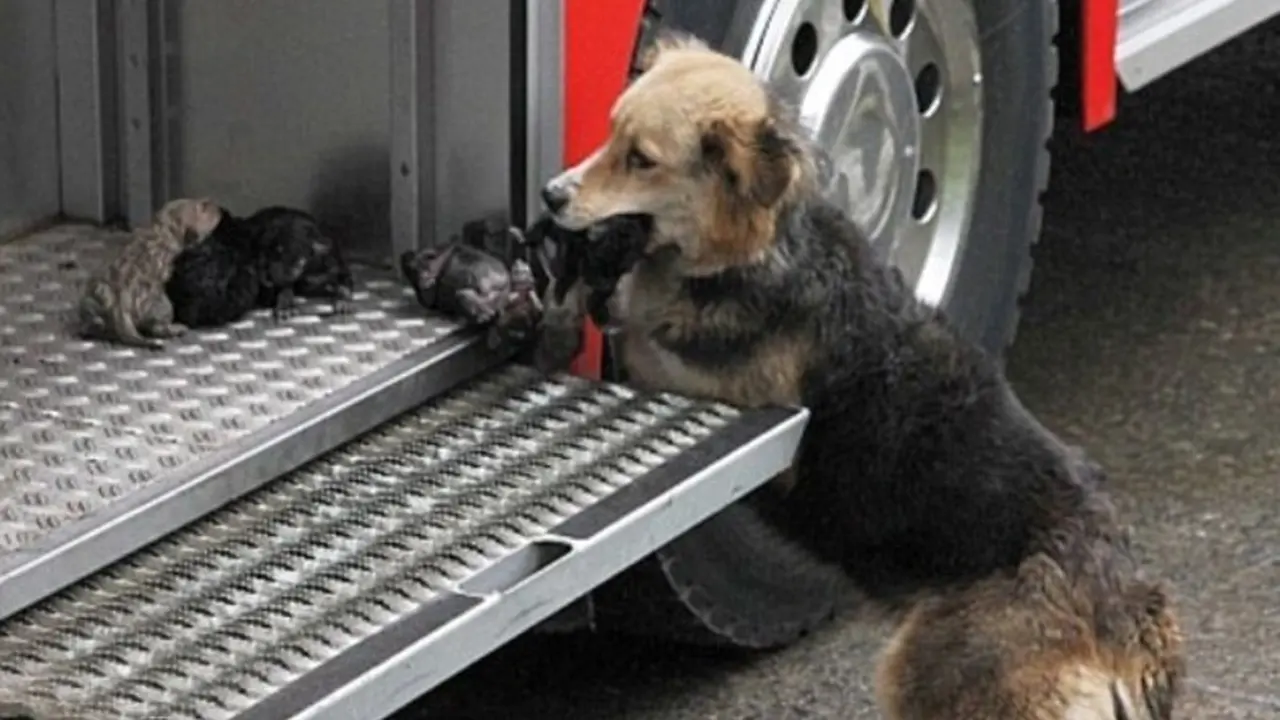 Haru, Perjuangan Induk Anjing Selamatkan Anaknya dari Kebakaran