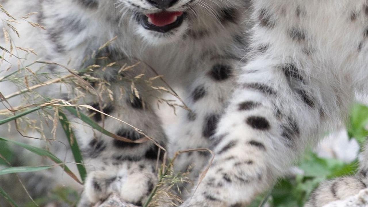 7. Macan Tutul Salju<br>