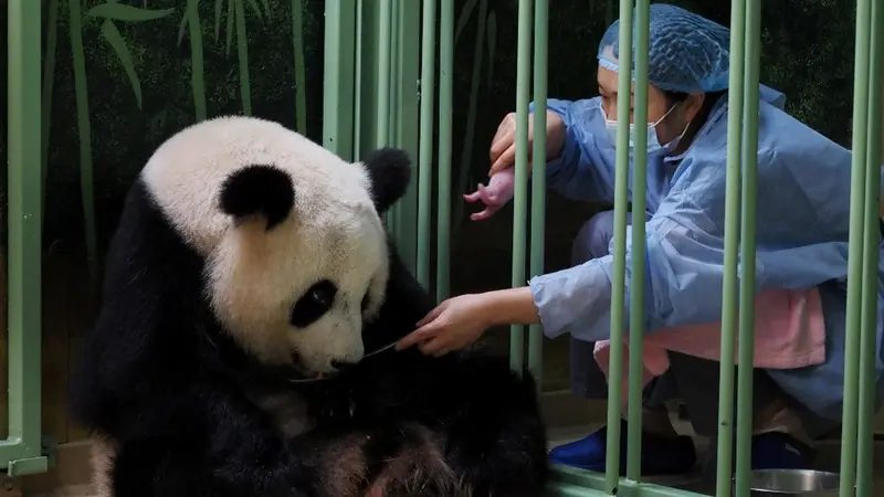 FOTO: Panda China yang Dipinjamkan ke Prancis Lahirkan Anak Kembar