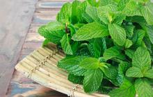 4 Khasiat Daun Mint yang Nggak Semua Orang Tahu, Ternyata Bisa Jaga Kesehatan Gigi dan Mulut Lho