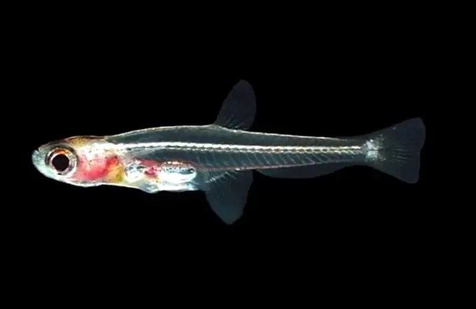 Ikan Paedocypris progenetica (capture/GSAP)
