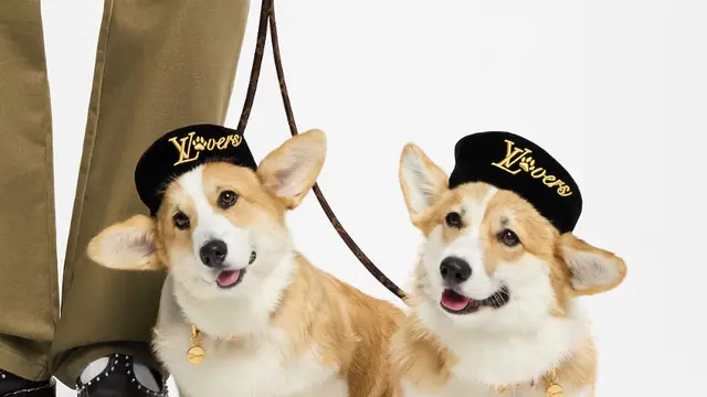 Bukan Cuma Manusia, Deretan Brand Luxury Ini Punya Koleksi yang Bikin Hewan Peliharaan Tampil Mewah