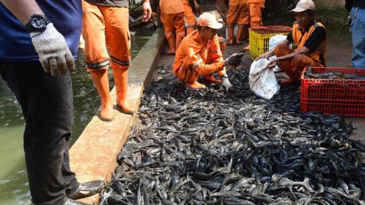 MUI Soroti Langkah Pemprov Jakarta Musnahkan Ikan Sapu-Sapu Dikubur Hidup-hidup, Bertentangan Dua Ajaran Islam