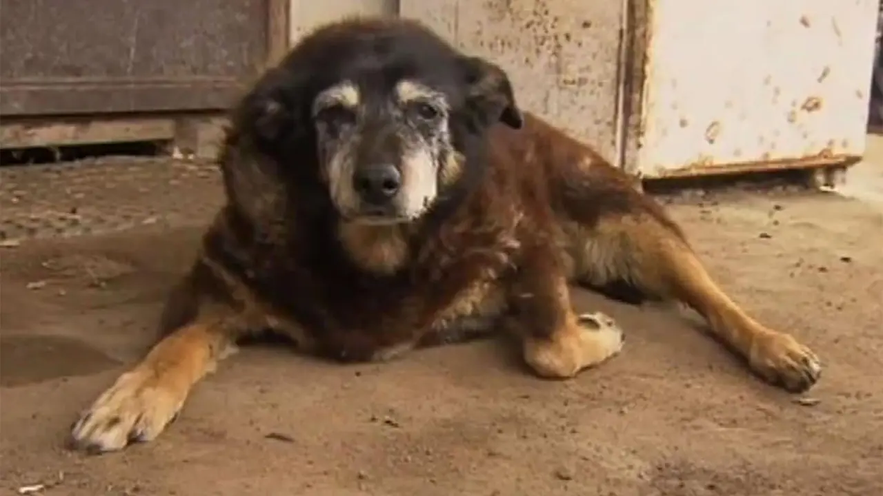 Anjing Tertua