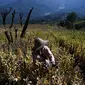 Petani bekerja di sebuah ladang opium di Hopong, Shan, Myanmar, Minggu (3/2). Ladang opium ini banyak dijumpai di wilayah yang sedang dirundung konflik etnis di Myanmar. (Ye Aung THU/AFP)
