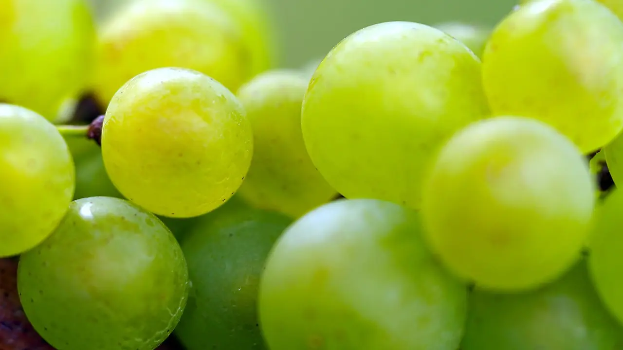 Anggur Muscat/pixabay