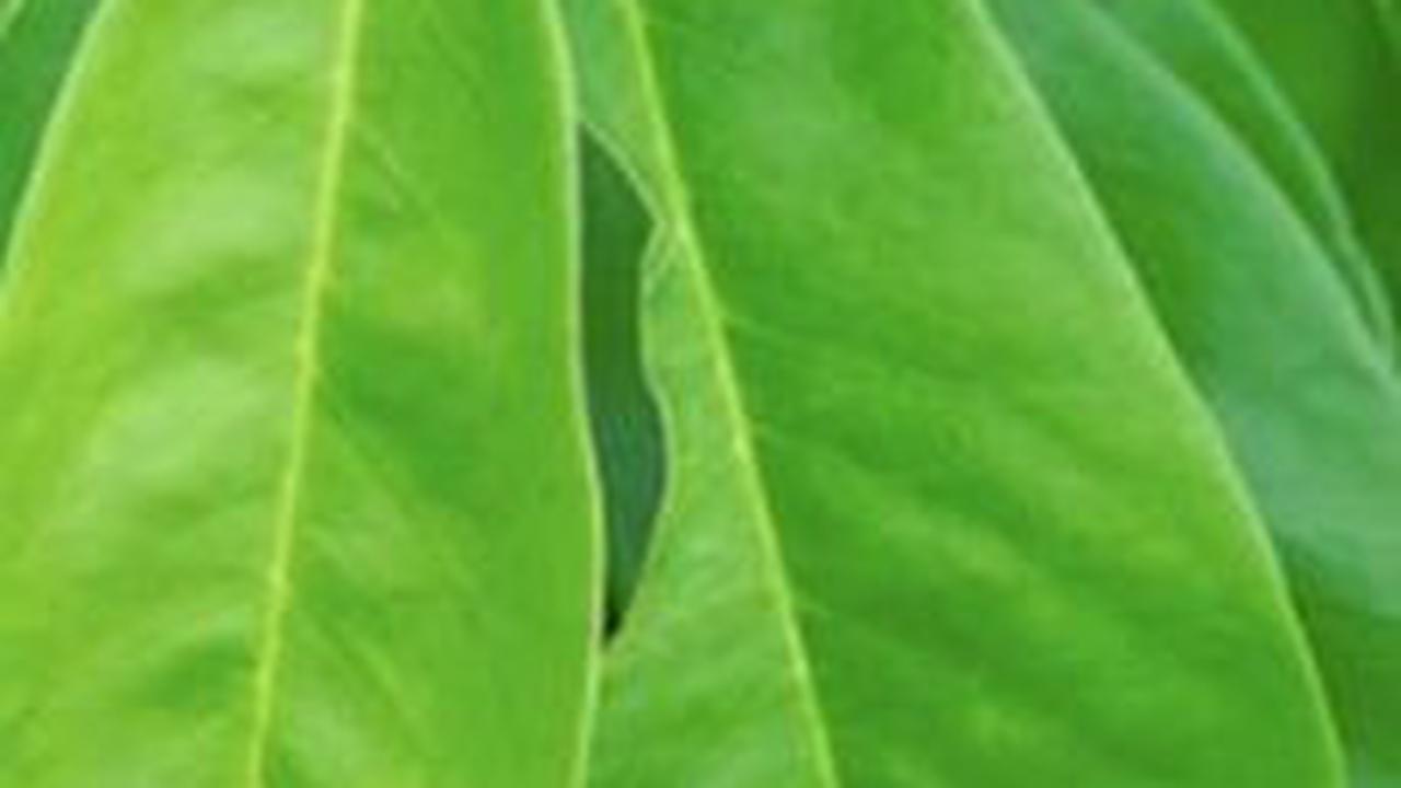 Manfaat Daun Sirsak untuk Benjolan Tumor<br>