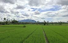 Kabar Gembira! Nilai Tukar Petani Lampung Naik 1,25 Persen di November 2025
